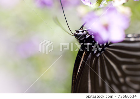 蝴蝶正在吮吸花的蜂蜜。蝴蝶的名字叫Tsumurasaki Madara。 75660534