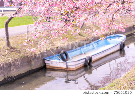 三重縣松阪市的松川津櫻路和水道上盛開的船隻 75661030