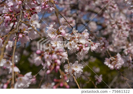 Cherry blossoms that have begun to bloom (red weeping cherry blossoms) 75661322