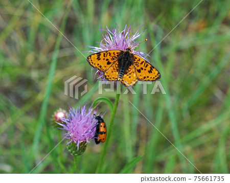 Melitaea didymoides butterfly Melitaea didymoides butterfly 75661735