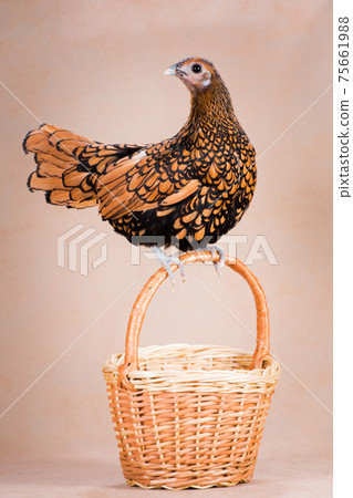 Red chicken sits on the handle of the basket on a beige background 75661988
