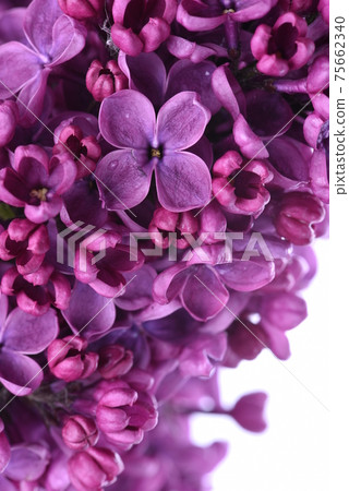 Lilac flowers closeup 75662340