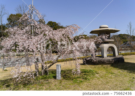 岡崎中央公園的櫻花和石燈籠 岡崎中央公園的櫻花和石燈籠 75662436