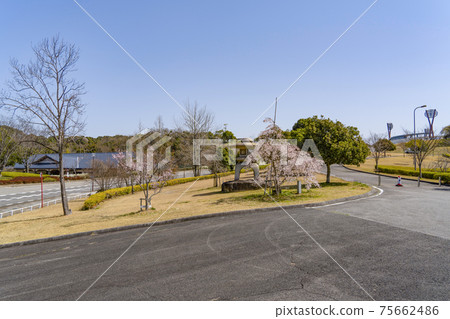 岡崎中央公園的櫻花和石燈籠 75662486