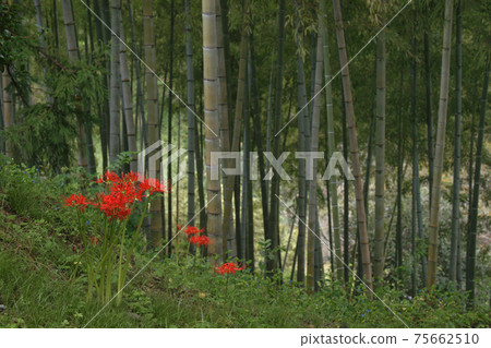 Cluster amaryllis 75662510