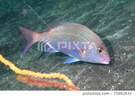 Ecology photograph of red sea bream 75662631