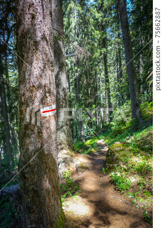 White and red mark on a tree trunk, pralognan, French alps. White and red mark on a tree trunk, pralognan, French alps. 75662887