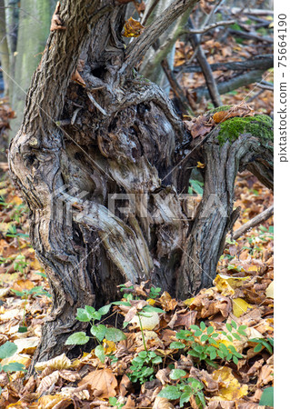 A forked damaged tree with fallen leaves in the autumn forest. A forked damaged tree with fallen leaves in the autumn forest. 75664190