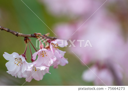 櫻花的一個分支（宏觀攝影） 75664273
