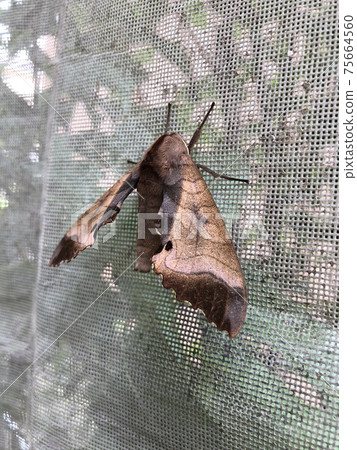 像樹葉一樣的蛾 像樹葉一樣的蛾 75664560