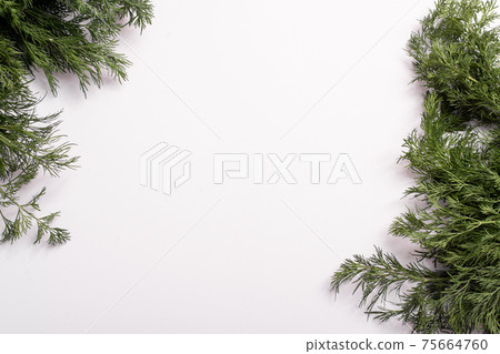 Dill on a white background. copy space 75664760