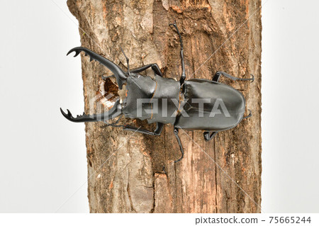 Gilafa saw gigwaggata Gilafa saw gigwaggata 75665244