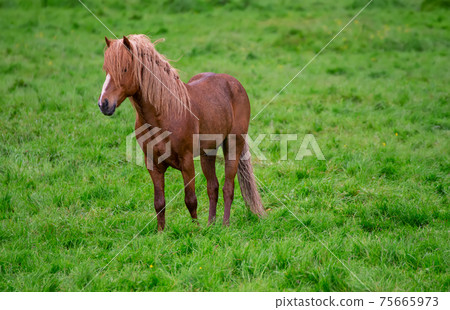 Single icelandic horse Single icelandic horse 75665973