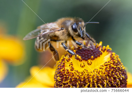 A honey bee collecting pollen at stamens in a flower. A bee working on a garden flower. 75666044
