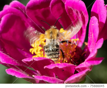 A bumble-bee collecting pollen in a violet flower. A humble-bee working on a garden flower. A bumble-bee collecting pollen in a violet flower. A humble-bee working on a garden flower. 75666045