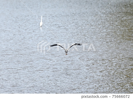 Seto Inland Sea Herons near the Doki River in Kagawa Prefecture 75666072