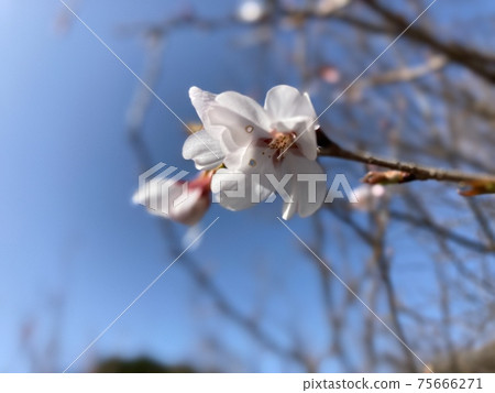 櫻花和藍天開始綻放 75666271