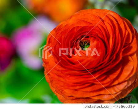 Red Ranunculus Red Ranunculus 75666339
