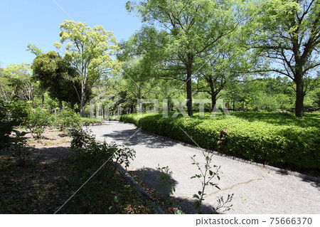Fresh green park Fresh green park 75666370