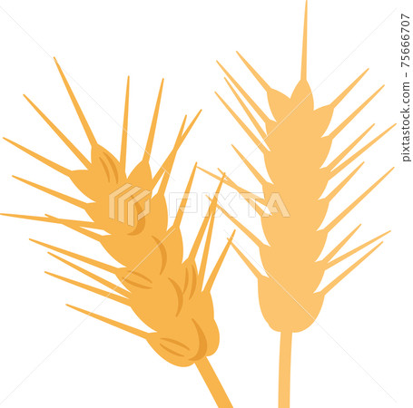 Ear of wheat Ear of wheat 75666707
