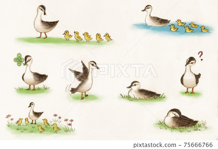 Watercolor spot-billed duck parent and child fairy tale illustration Watercolor spot-billed duck parent and child fairy tale illustration 75666766