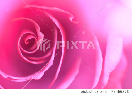 花的女王 花的女王 75666878