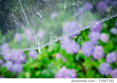 Umbrella and hydrangea getting wet in the rain Umbrella and hydrangea getting wet in the rain 75667392