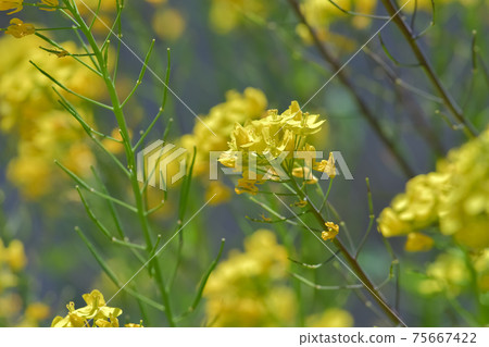 強姦開花 強姦開花 75667422