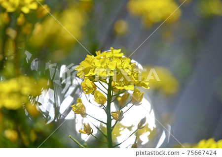 強姦開花 強姦開花 75667424