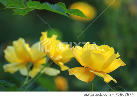 花的女王 花的女王 75667674