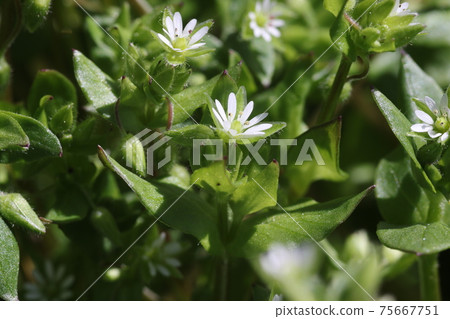 Little white flower, chickweed Little white flower, chickweed 75667751