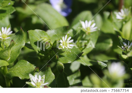 Little white flower, chickweed 75667754
