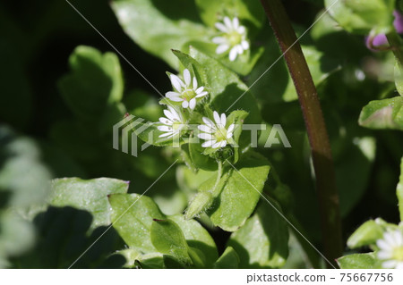 小白花，浮萍 75667756