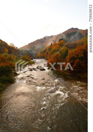 Autumn leaves in the Hayade River Valley (Niigata Prefecture) Autumn leaves in the Hayade River Valley (Niigata Prefecture) 75668652