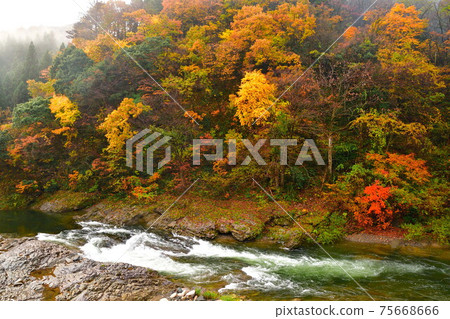 Autumn leaves in the Hayade River Valley (Niigata Prefecture) 75668666