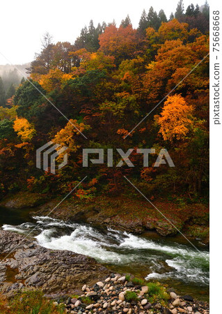 Hayade River Valley(新潟縣)的秋葉 Hayade River Valley(新潟縣)的秋葉 75668668