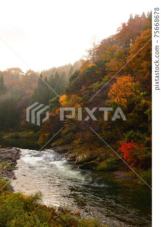 Hayade River Valley(新潟縣)的秋葉 Hayade River Valley(新潟縣)的秋葉 75668678