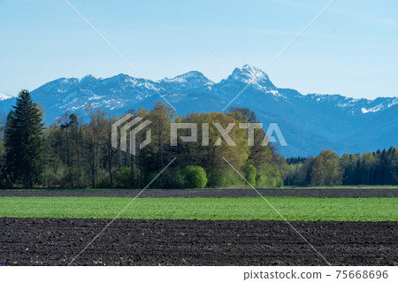 View from agricultural land around Rosenheim, Bavaria, Germany towards the Alps View from agricultural land around Rosenheim, Bavaria, Germany towards the Alps 75668696