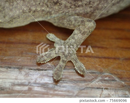 Forefoot of Japanese gecko 75669096