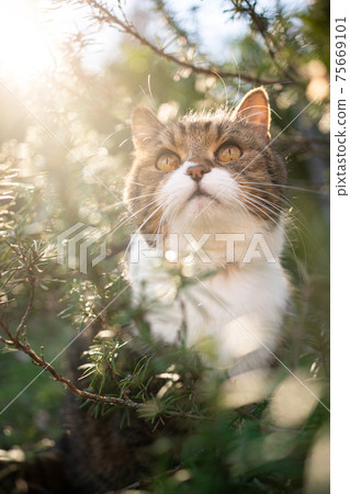 cat sitting amidst green rosemary bush outdoors looking up in the sky cat sitting amidst green rosemary bush outdoors looking up in the sky 75669101