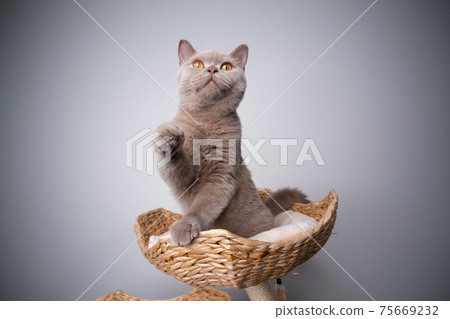curious kitten on scratching post playing lifting paw curious kitten on scratching post playing lifting paw 75669232