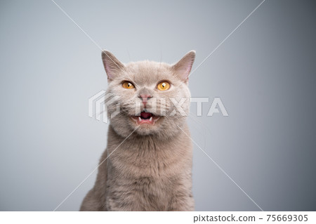 cute lilac british shorthair kitten portrait meowing 75669305