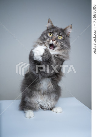 maine coon cat folding hands begging with mouth open making funny face maine coon cat folding hands begging with mouth open making funny face 75669306