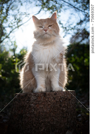 longhair cat sitting on stree stump outdoors in sunny nature 75669307