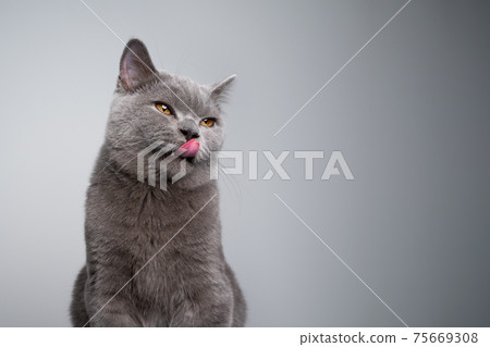 blue british shorthair kitten licking lips looking to the side blue british shorthair kitten licking lips looking to the side 75669308
