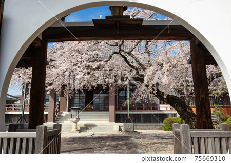 Kojakuin, weeping cherry blossoms in full bloom <Nagoya City, Aichi Prefecture> 75669310