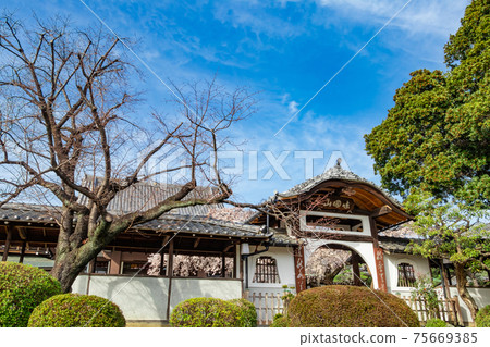 櫻花盛開的高知院<愛知縣名古屋市> 櫻花盛開的高知院<愛知縣名古屋市> 75669385