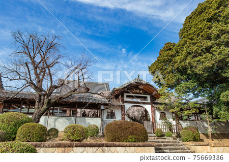 Kojakuin, weeping cherry blossoms in full bloom <Nagoya City, Aichi Prefecture> 75669386