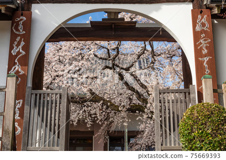 櫻花盛開的高知院<愛知縣名古屋市> 櫻花盛開的高知院<愛知縣名古屋市> 75669393