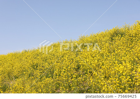 強姦開花 強姦開花 75669425